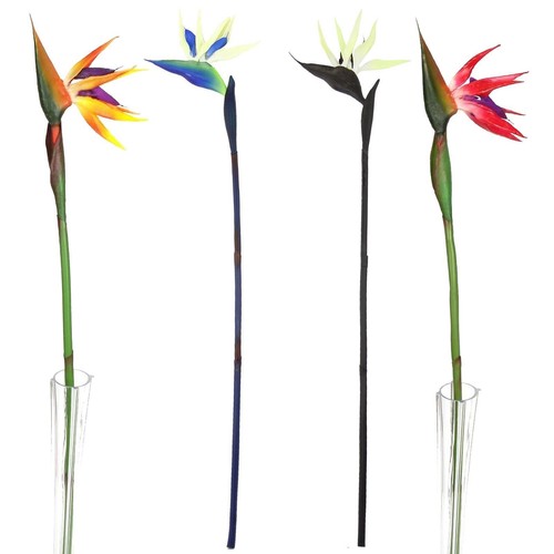 Large bird paradise - bird,
