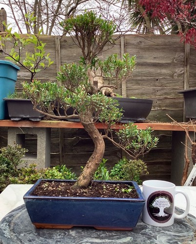 Large syzygium bonsai indoor - large,