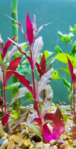 Live aquarium plant - aquarium,