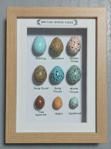 British birds eggs - , in