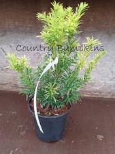Taxus Baccata Elegantissima, Yew, upright, slow growing, topiary, 1 litre pot