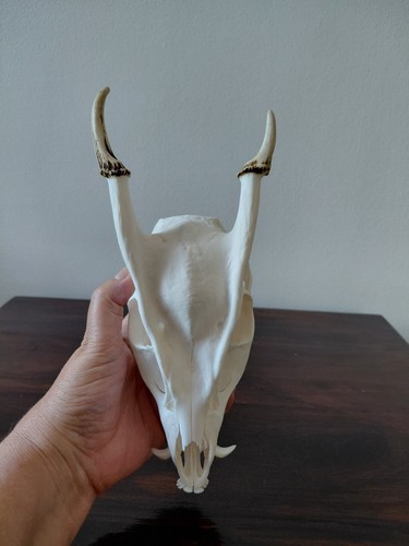Muntjac buck deer - muntjac, skull