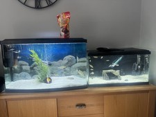 Fish tank x 2  Complete African Malawi Cichlid Aquarium Setups,  Fish Included 