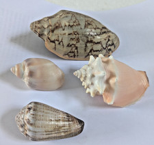 LOVELY COLLECTION OF FOUR NATURAL SEA SHELLS