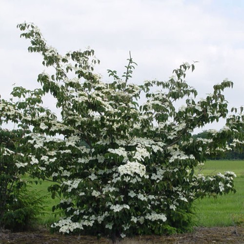 Cornus kousa national - kousa,