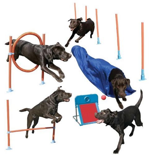 Rosewood dog agility - dog, training