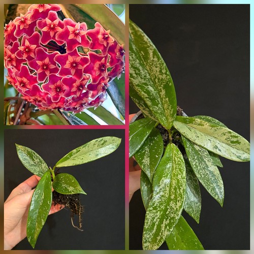 Hoya pubicalyx silver spot - pubicalyx, spot'