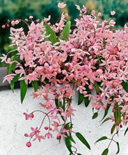 Clematis Armandii Pink Apple