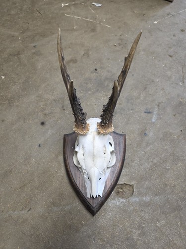 Roe deer antlers wooden - deer,