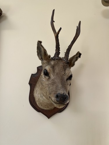 Deer taxidermy head mounted - deer, on