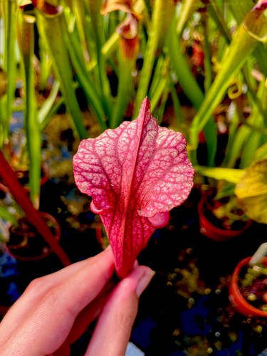 Sarracenia moorei welsh - moorei, (welsh
