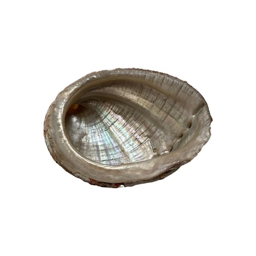 Abalone shell - abalone,