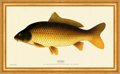 The carp cyprinus - carp, carpio