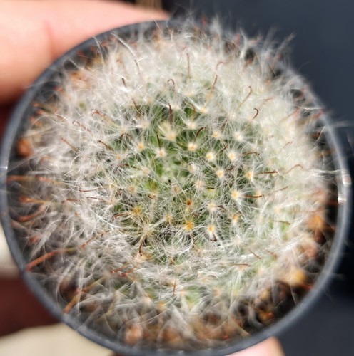 Mammillaria bocasana - mammillaria,