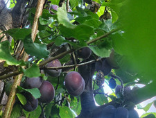 PLUM TREE CUTTINGS SCIONS GRAFTING PROPOGATING  PLANT GARDEN x 2