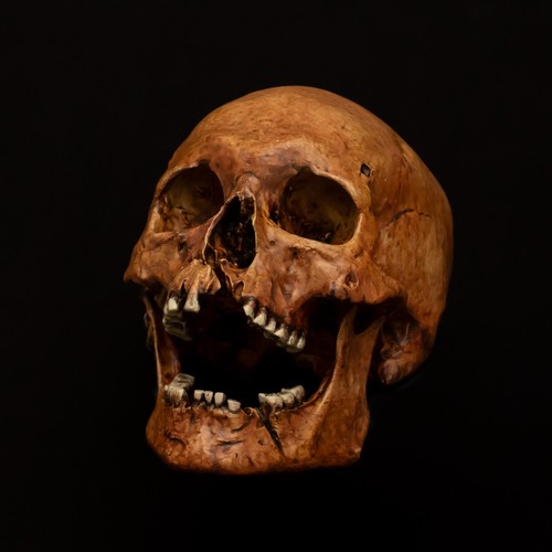Human skull replica - human, painted