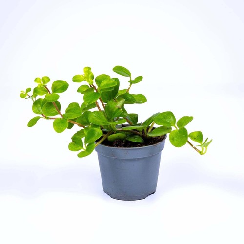 Peperomia rotundifolia