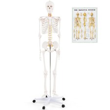COSTWAY 180 CM Life Size Human Skeleton Model for Anatomy