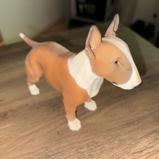 English Bull Terrier Dog