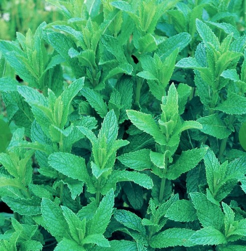 Large plug plants of mint - 1,
