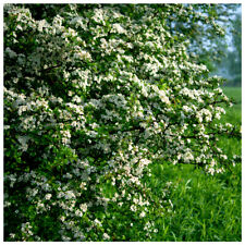 25 Hawthorn 2-3ft, 60-90cm Hedging Plants, Crataegus, Quickthorn, Thorny Native 