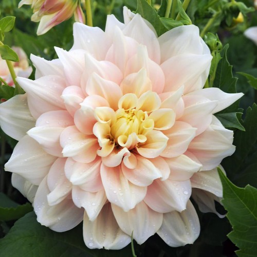 Cafe lait dahlia - cafe, au