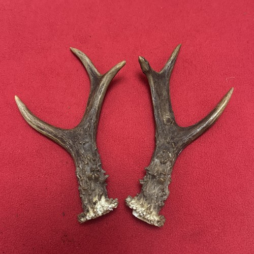 Pair roe deer antlers - roe,