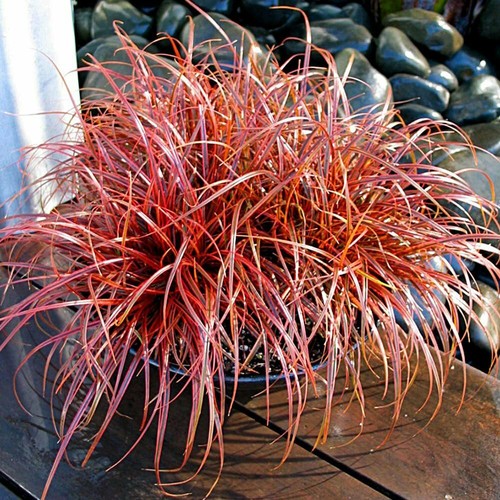 Firedance grass red - firedance, hook