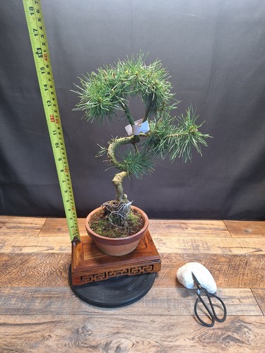 756 shape scotts pine - shape,