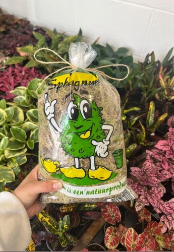 Live sphagnum moss - live,