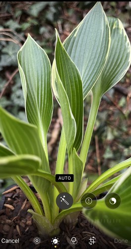 Hosta silver shadow - -,