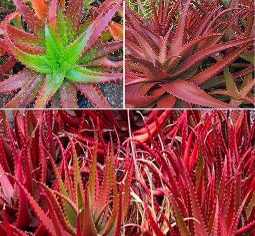 Aloe cameronii succulent live - cameronii,