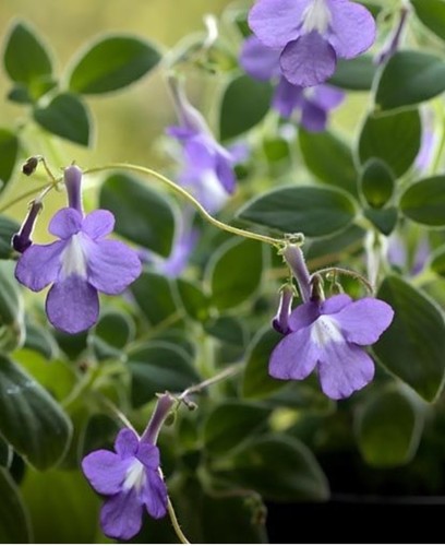 Streptocarpus saxorum - streptocarpus,