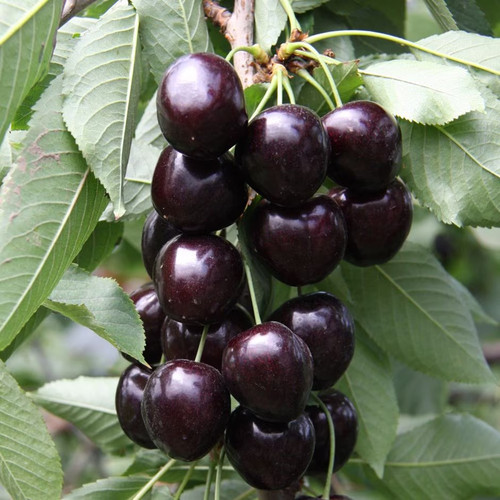Kordia patio eating cherry - eating,