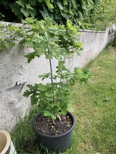 Oak Tree, 4 Years Old, Quercus Robur, in 25 Litre Pot.