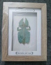 Framed Seychelles Leaf Insect Taxidermy Pulchriphyllium Bioculatum