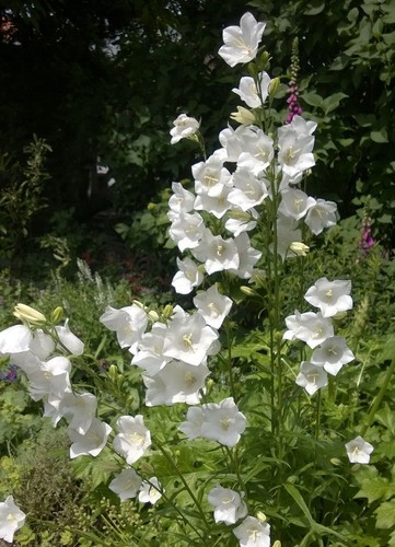 Campanula persicifolia white - campanula, -white