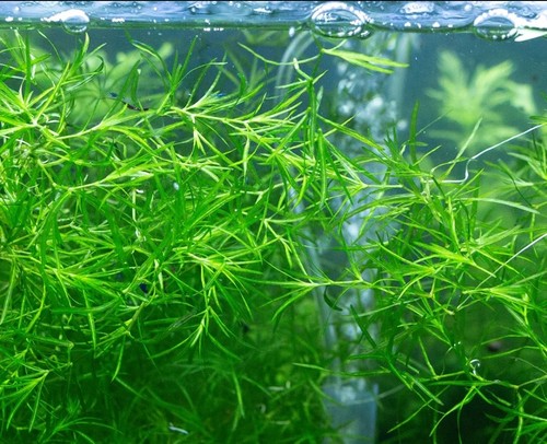Guppy grass najas 125 - najas,