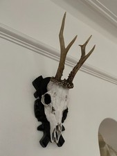 Pointy Antlers of a Roe Deer