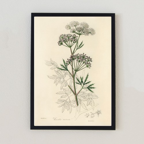 Vintage flower botanical - flower,