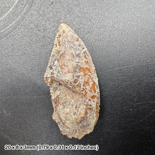 Majungasaurus dinosaur tooth