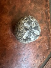 Fossil Jurassic sea urchin 38mm diameter