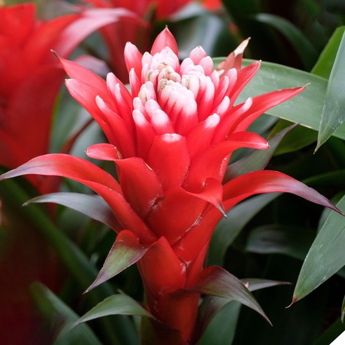 Guzmania hope bromeliad - guzmania,
