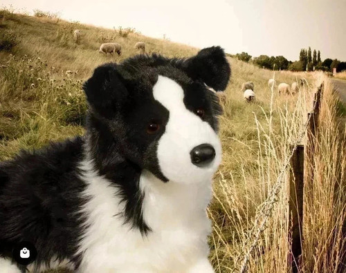 Dougles chase border - border, collie