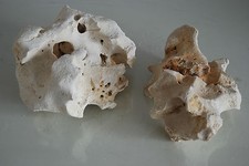 Aquarium Natural Coral Cichlid