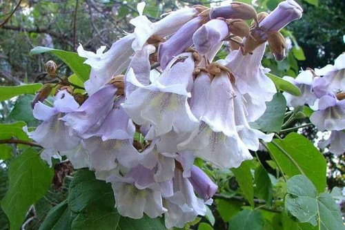 Paulownia tomentosa empress - tomentosa,,