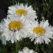 Shasta Daisy Leucathemum