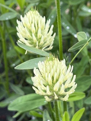Trifolium ochroleucum sulphur - trifolium, ochroleucum.