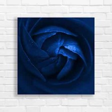 Crimson Rose Bloom Blue Canvas