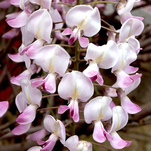 Wisteria rosea hardy - wisteria,